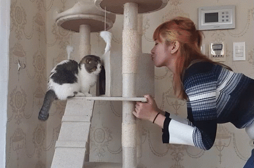 Scottish Fold Cat Attack GIF