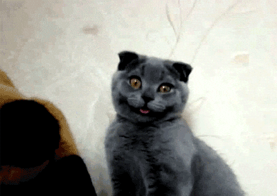 Scottish Fold Cat Whaaaa Face GIF