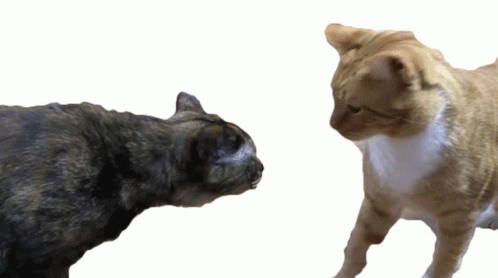 Scratch Fight Naughty Ginger Cat GIF