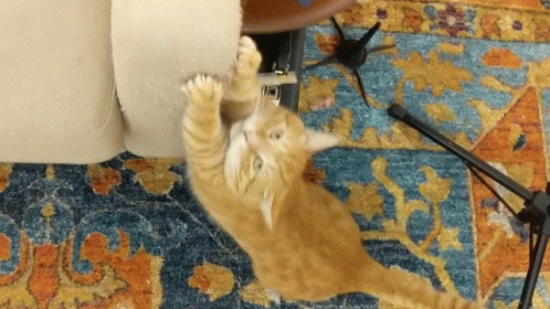 Scratches Couch Naughty Ginger Cat GIF