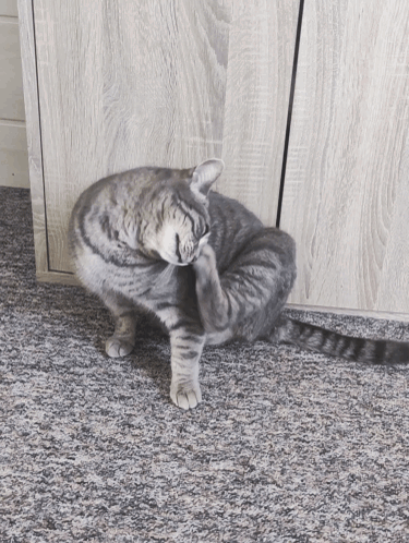 Scratches Head Cat Black And White GIF