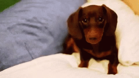 Scratching Cute Wiener Dog GIF
