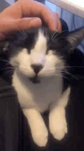 Scratching Purr Cat Head GIF