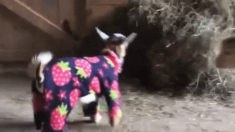 Screaming Baby Goats Wearing Jammies GIF