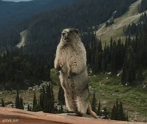Screaming Beaver Standing Still GIF