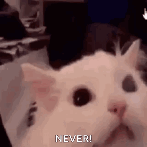 Screaming Cat Meme Never GIF