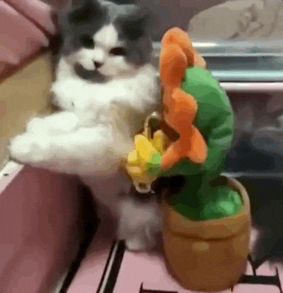 Screaming Cat Meme Scared Of The Toy GIF