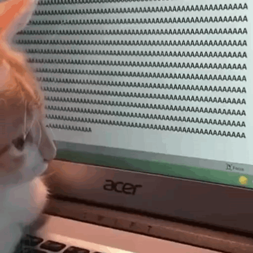 Screaming Cat Meme Typing On A Computer GIF