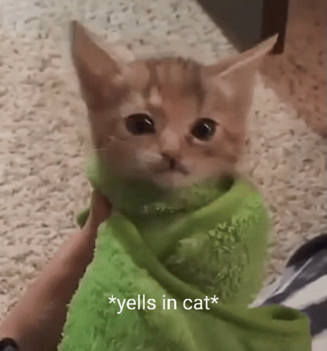 Screaming Cat Meme Yells In Cat GIF