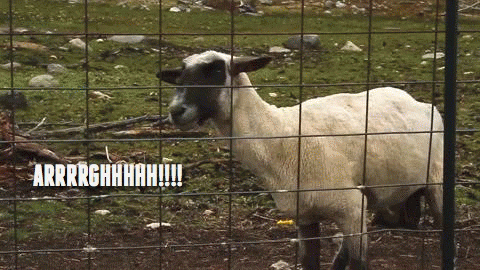 Screaming Frustrated Goat Inside Fence GIF