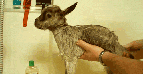 Screaming Goat Bath Time Protesting GIF