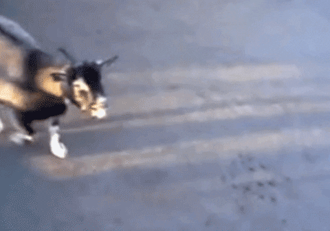 Screaming Goat Blue Vomit GIF