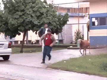 Screaming Goat Chasing Human GIF