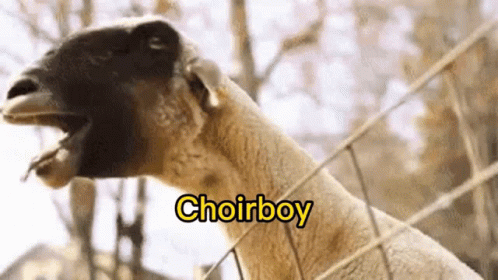 Screaming Goat Crying Out Choirboy GIF