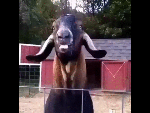 Screaming Goat Full Basher Meme GIF