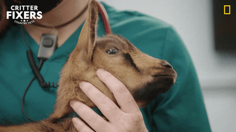 Screaming Goat Getting Pets GIF