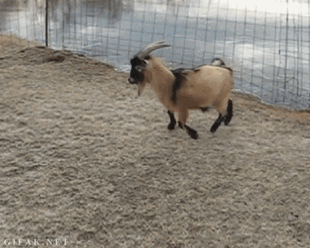 Screaming Goat Jumping Slide Fail GIF