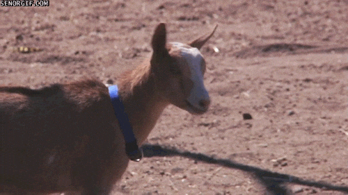 Screaming Goat Look Out Hey GIF