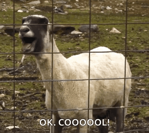 Screaming Goat Okay Cool Meme GIF