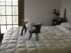 Screaming Happy Goat Jumping In Bed GIF