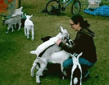 Screaming Lady Surrounded By Little Goats GIF