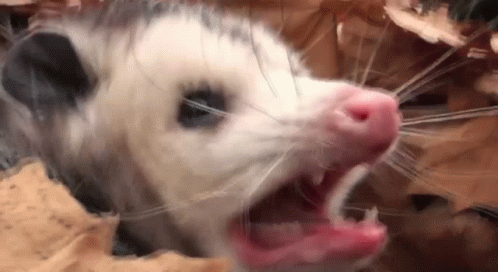 Screaming Mad Possum GIF