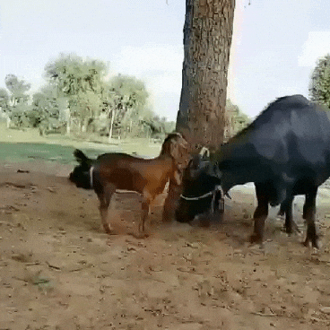 Screaming Naughty Goat Jumping Over Cow GIF