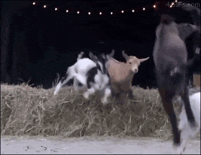 Screaming Radical Goats Escaping GIF