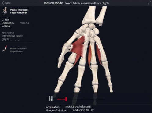 Screen Showing Skeleton And Muscles Motion Mode GIF