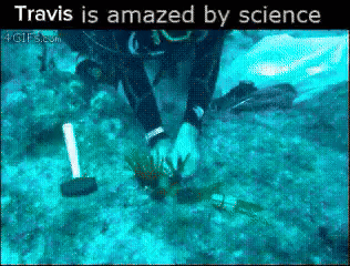 Scuba Diver in Ocean Travis Is Amazed By Science
