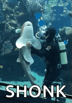 Scuba Diver Petting Shark In Aquarium Saying Shonk GIF