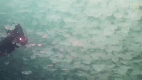 Scuba Diver Surrounded by Jellyfish