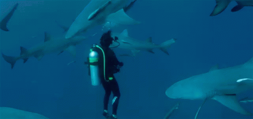 Scuba Diver Surrounded By Sharks GIF