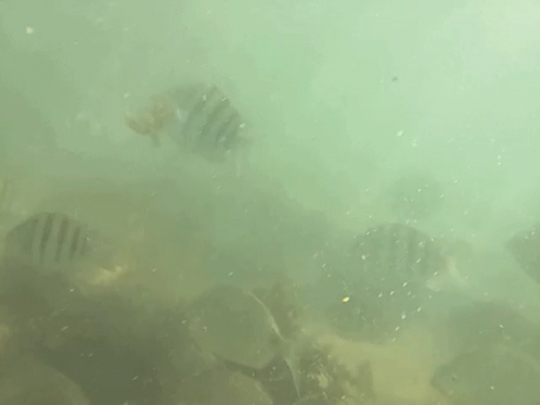 Scuba Diver Swimming Near Rocky Shoreline
