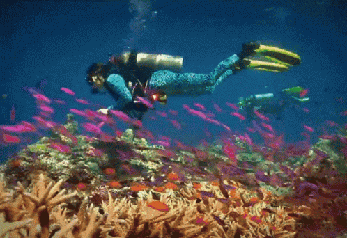 Scuba Diver Swimming Over Coral Reef