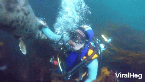 Scuba Diver Touching Seal's Nose