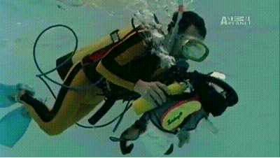 Scuba Diving Instructor Training Cat GIF