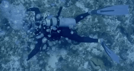 Scuba Diving Ocean Jeremiah Tower GIF