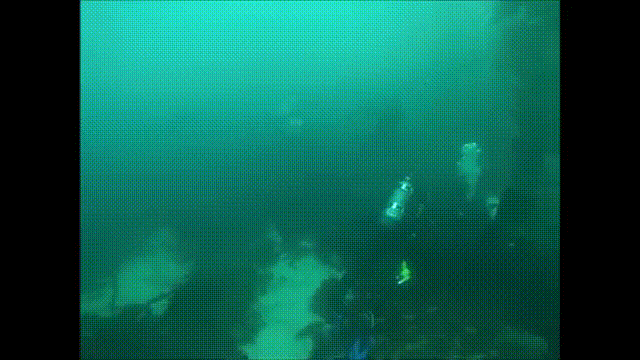 Scuba Diving Shark Passing By GIF