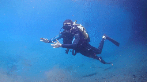 Scuba Diving Underwater Sport GIF