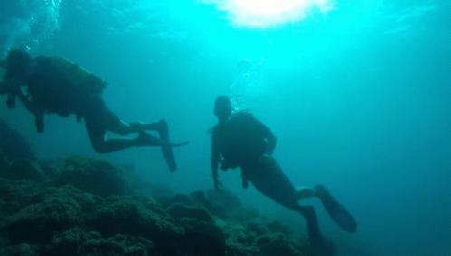 Scuba Steve With A Friend GIF