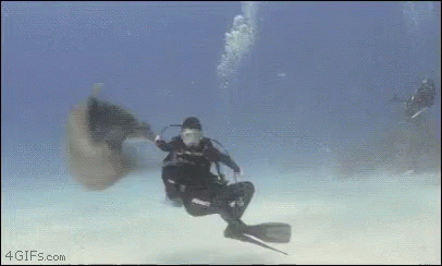 Scuba With Dolphin Diving GIF