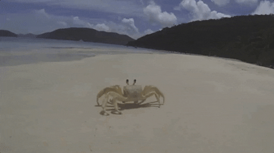 Sea Crab Rave GIF
