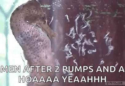 Sea Horse Babies GIF
