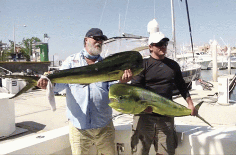 Sea Lion Steals Fish Funny Fishing GIF