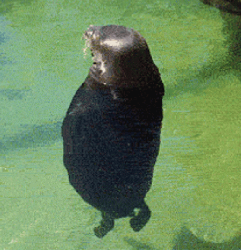 Sea Lion Swim GIF