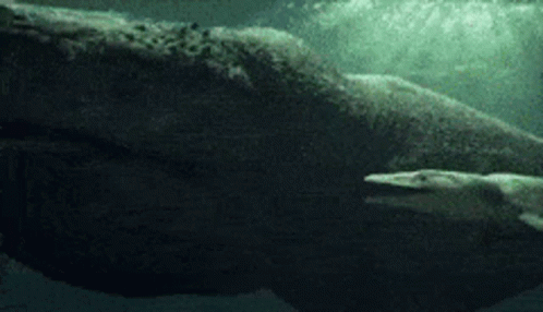 Sea Monster Baby Mosasaurus GIF
