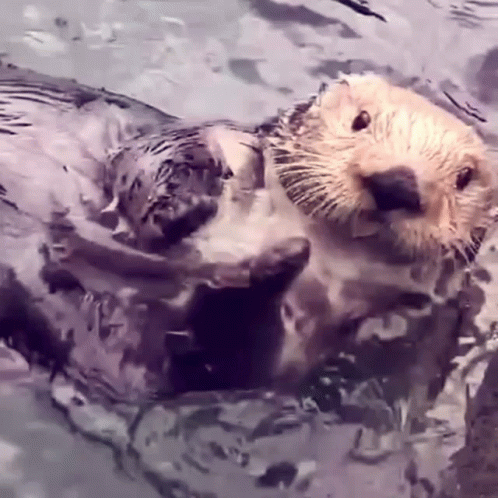 Sea Otter Swimming with Head Above Water