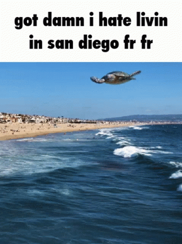 Sea Turtle Flying Over Ocean Saying Got Damn I Hate Livin in San Diego