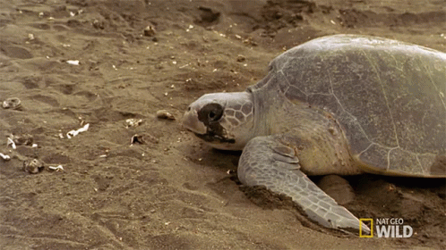 Sea Turtle Laying in Sand National Geographic Wild
